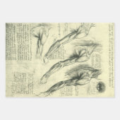 レオナルド・ダ・ヴィンチの腕と肩の構造 ラッピングペーパーシート (正面2)