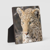 レオパードポートレート フォトプラーク (正面)