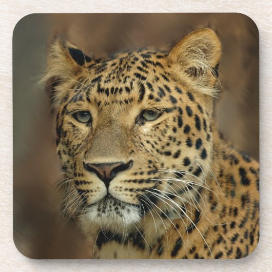 レオパード愛好家アート コースター (正面)
