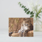 レオパード招待状 招待状 (スタンド正面)