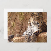 レオパード招待状 招待状 (正面/裏面)