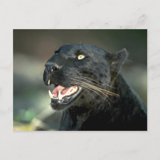 レオパード黒相 ポストカード (正面)