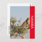 レオパード、ナミビア葉書 ポストカード (正面/裏面)