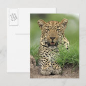 レオパード、パンテラ・パルダス、サビ・サビの試合 ポストカード (正面/裏面)