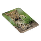 レオパード、パンテラ・パルダス、サビ・サビの試合 マグネット (右側)