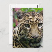 レオパード ポストカード (正面/裏面)