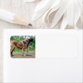 レオンバーガー満杯の ラベル (インサイチュ)