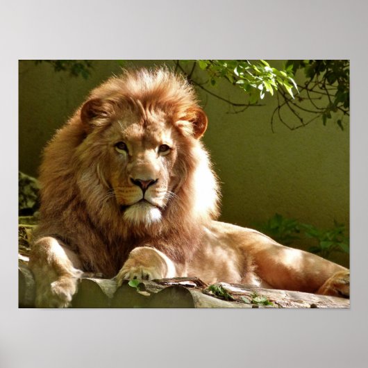 レオ ポスター (正面)