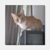 レオ マグネット (正面)