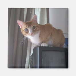 レオ マグネット