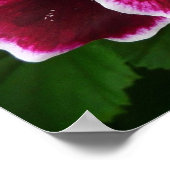 レガルゼラニウムフラワーズマエレガントルーンフローラルガ ポスター (角)