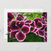 レガルゼラニウムフラワーズマエレガントルーンフローラルガ ポストカード (正面/裏面)