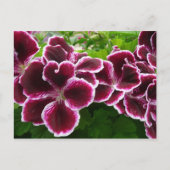 レガルゼラニウムフラワーズマエレガントルーンフローラルガ ポストカード (正面)