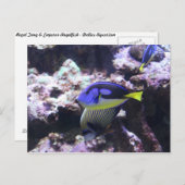 レガルタンとエンペラーエンゼルフィッシュ #2 ポストカード (正面/裏面)