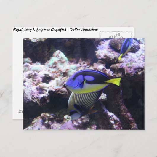 レガルタンとエンペラーエンゼルフィッシュ #2 ポストカード (正面/裏面)
