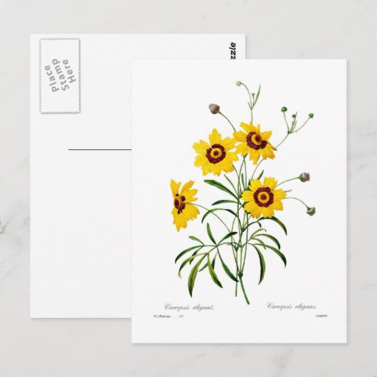 レガンス属 ポストカード (正面/裏面)