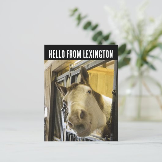レキシントンケンタッキー馬の微笑みおもしろいはがき ポストカード (スタンド正面)