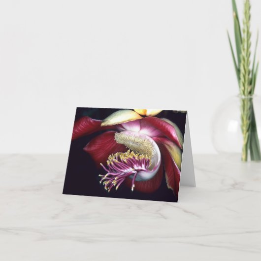 レキチダ科:クルーピータ・ギアナンシス カード (正面)