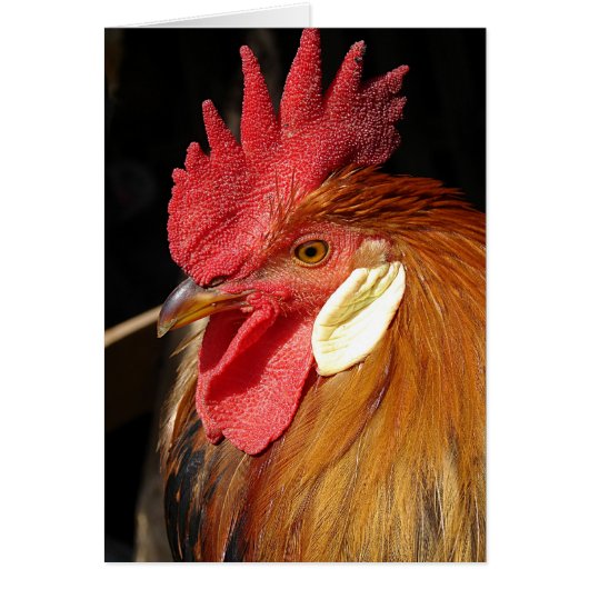 レグホンロー (正面)