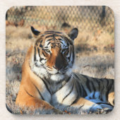 レゴール コースター (正面)