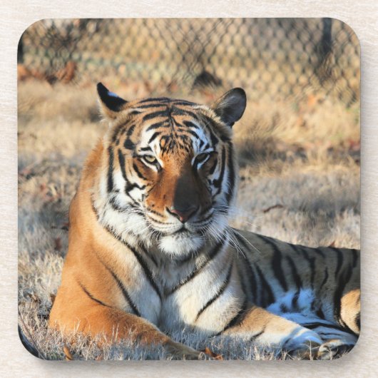 レゴール コースター (正面)