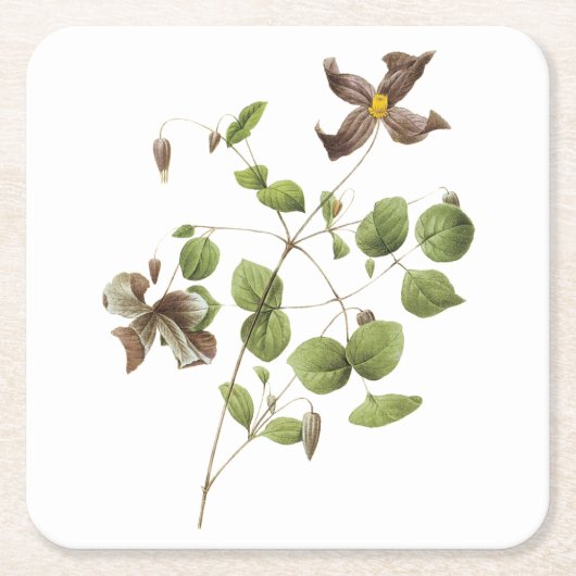 レザーイタリアンフラワー（クレマティス）by Redoute スクエアペーパーコースター (正面)