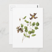 レザーイタリアンフラワー（クレマティス）by Redoute ポストカード (正面/裏面)