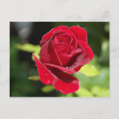 レシピカードチョコレートチップピーナッツバタークッキー ポストカード (正面)