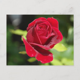 レシピカードチョコレートチップピーナッツバタークッキー ポストカード