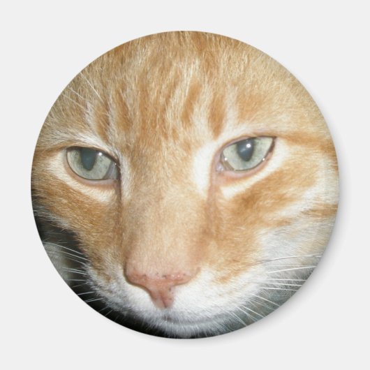 レスキューキャットマグネット マグネット (正面)