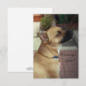 レスキュードッグ 3.5" x 5" フラット サンクス カード (正面/裏面)