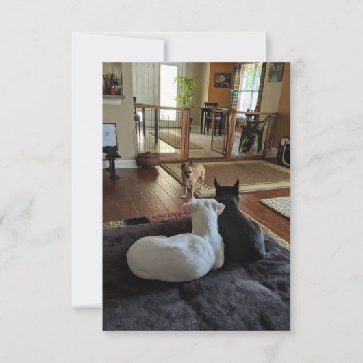 レスキュードッグ 3.5" x 5" フラット サンクス カード (正面)