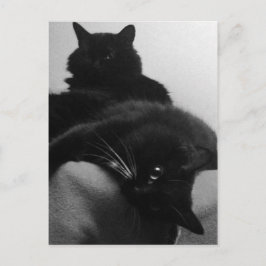 レスキュー子猫のポストカード ポストカード