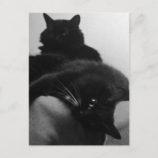 レスキュー子猫のポストカード ポストカード (正面)