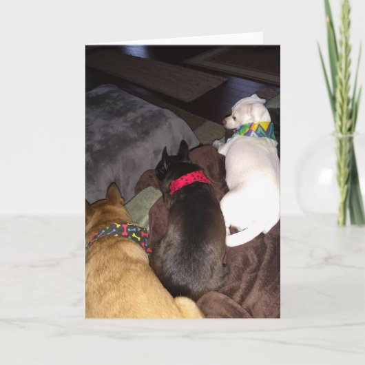 レスキュー犬標準、5" x 7"折り畳みグリーティングカード カード (正面)