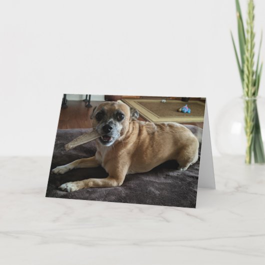 レスキュー犬標準、5" x 7"折り畳みグリーティングカード カード (正面)