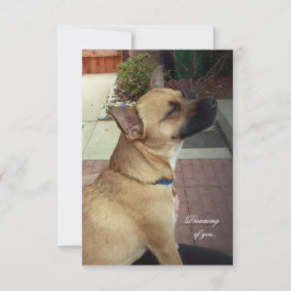 レスキュー犬3.5インチx 5インチフラットサンキューカード サンキューカード