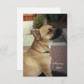 レスキュー犬3.5インチx 5インチフラットサンキューカード サンキューカード (正面/裏面)