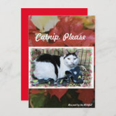 レスキュー猫ホリデイ応援カード サンキューカード (正面/裏面)