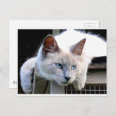 レスキューMEラグドール猫の目のオリジナル写真 ポストカード (正面/裏面)