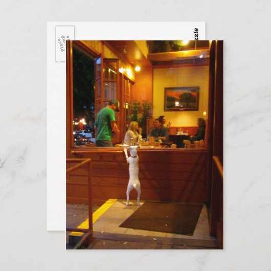 レストランの窓のジャックラッセルテリア ポストカード (正面/裏面)