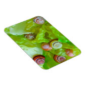 レタスのカタツムリ マグネット (右側)