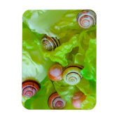 レタスのカタツムリ マグネット (縦)