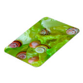 レタスのカタツムリ マグネット (左側)