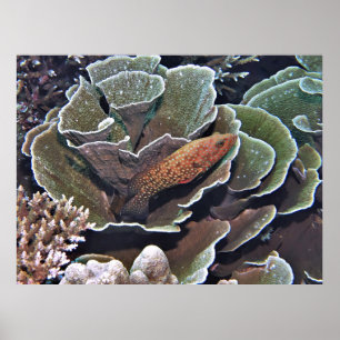 レタスのハタ ポスター