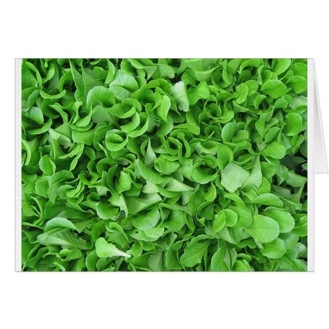 レタスの恋人 (正面横)