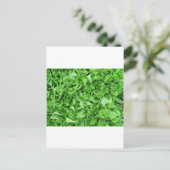 レタス愛好家 ポストカード (スタンド正面)