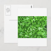 レタス愛好家 ポストカード (正面/裏面)