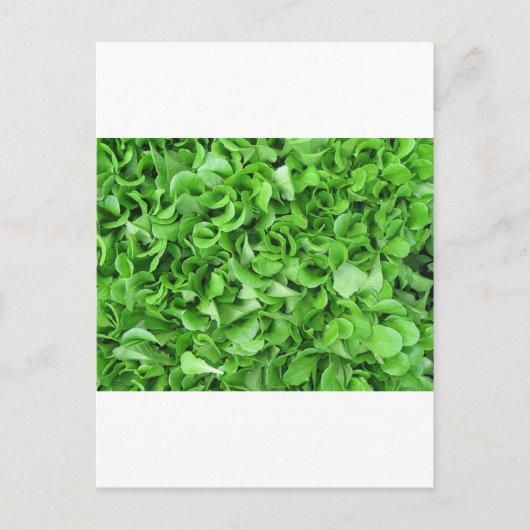 レタス愛好家 ポストカード (正面)