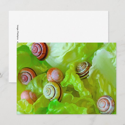 レタス・カードにカタツムリ (正面/裏面)